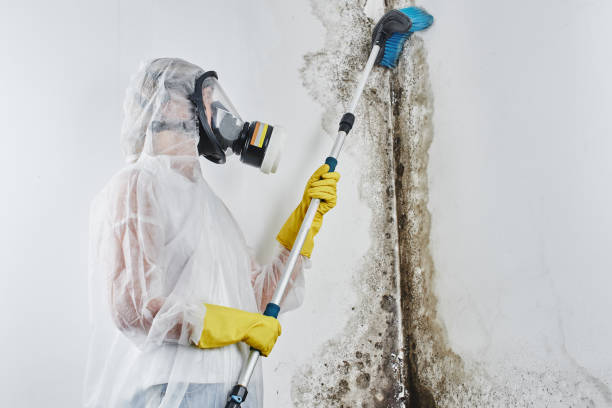 Mold Testing and Removal in Jarrettsville, MD