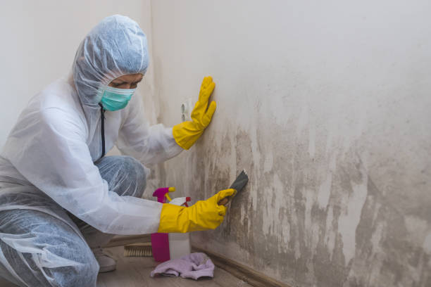 Best Toxic Mold Removal  in Jarrettsville, MD
