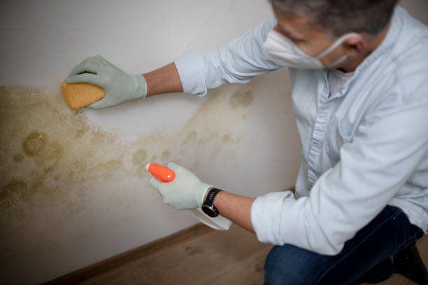 Best Mold Damage Repair  in Jarrettsville, MD