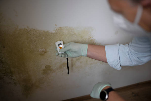 Mold Removal and Inspection in Jarrettsville, MD